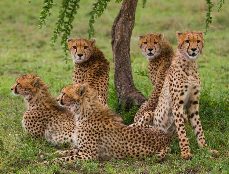Cuál es la Diferencia entre Leopardo y Guepardo