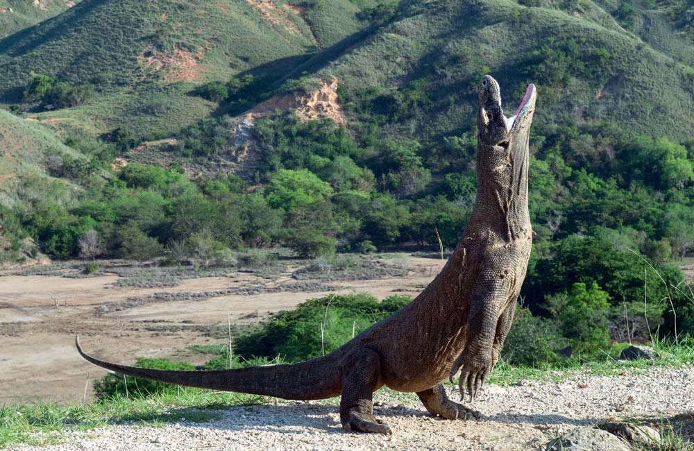 El Dragón de Komodo: El Lagarto más Grande del Mundo