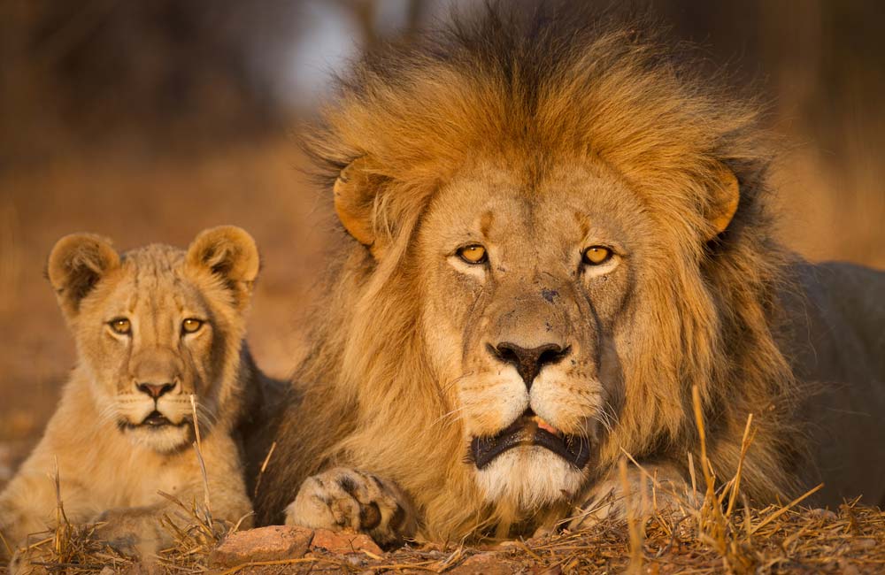 Parque Nacional Kruger: Un tesoro de la vida salvaje en Sudáfrica