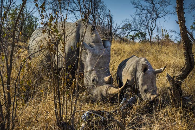 Rinoceronte Parque Nacional Kruger