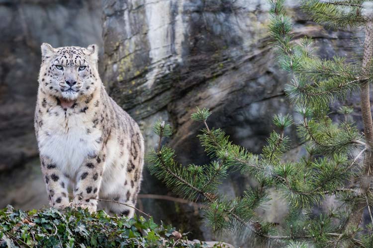 Leopardo de las Nieves Río Yangtsé China
