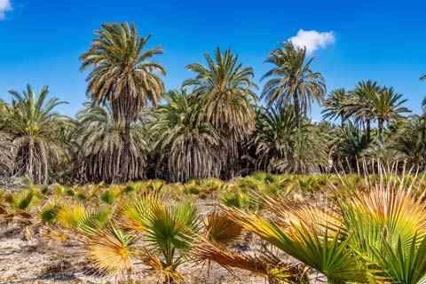 Palmeral de Elche