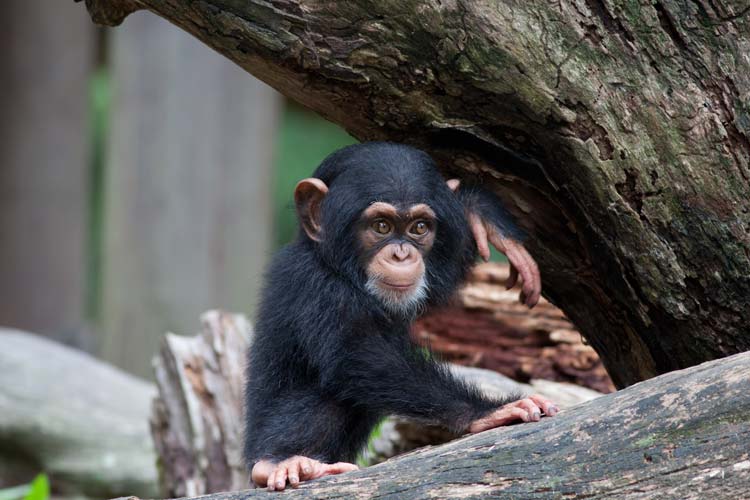 Animales mas Inteligentes del mundo Chimpance