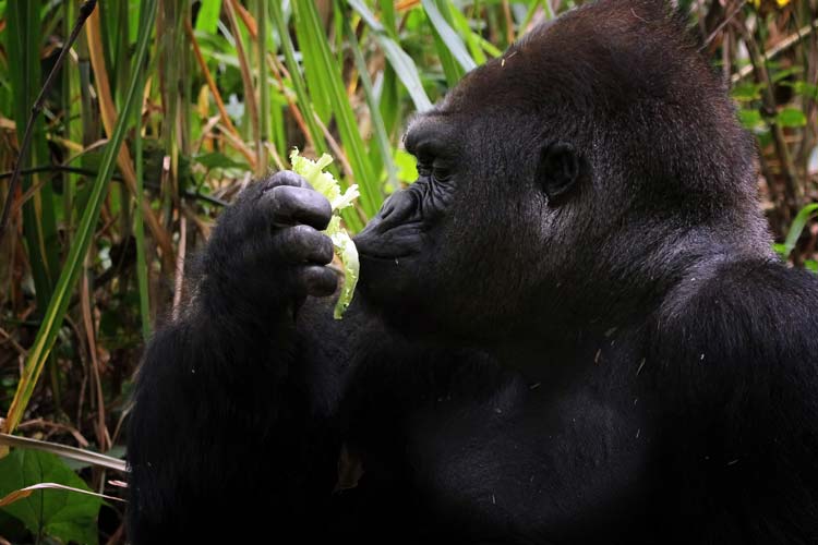 Animales mas Inteligentes del mundo Gorila