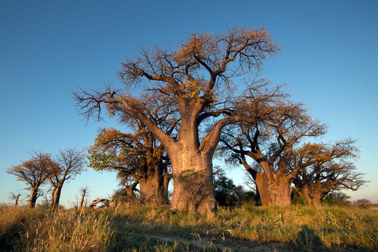 Baobab Parque Nacional Kruger