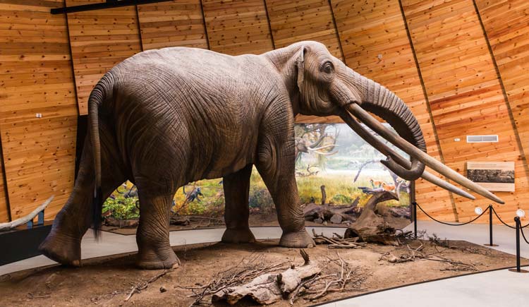 Cuál es la Diferencia entre Mamuts y Mastodontes