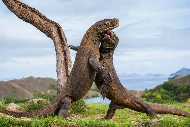 Dragon de Komodo Lucha entre Machos