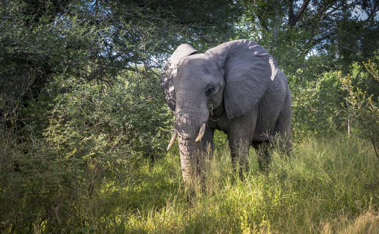 Elefante Parque Nacional Kruger