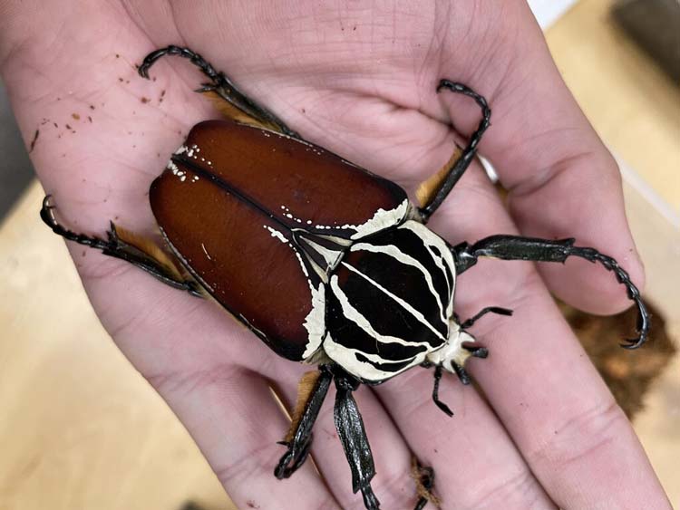 Escarabajo Goliat Insecto Mas Grande