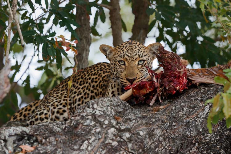 Leopardo Parque Nacional Kruger