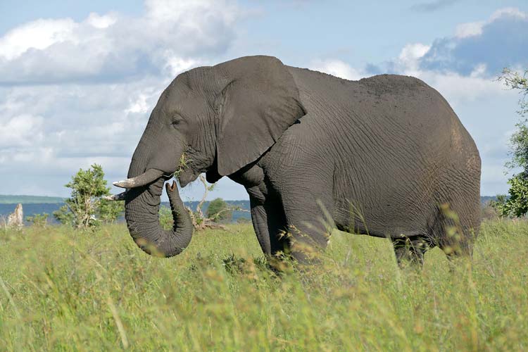 Mamifero Terrestre mas Grande Elefante Africano