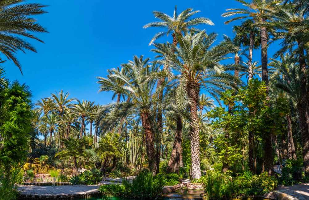 Descubriendo el Huerto del Cura: Un Oasis en el Corazón de Elche