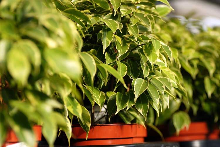 Ficus Benjamina Planta Interior Ideal