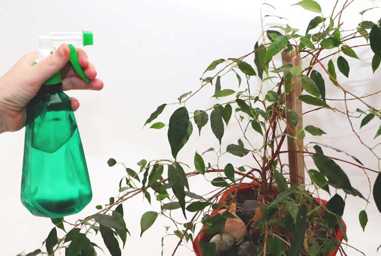 Ficus Benjamina Planta Interior Limpieza