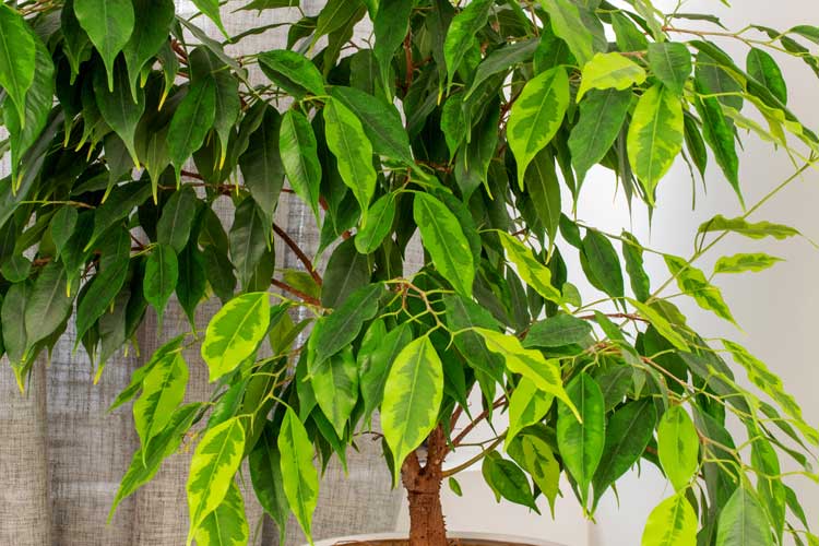 Ficus Benjamina Planta Interior