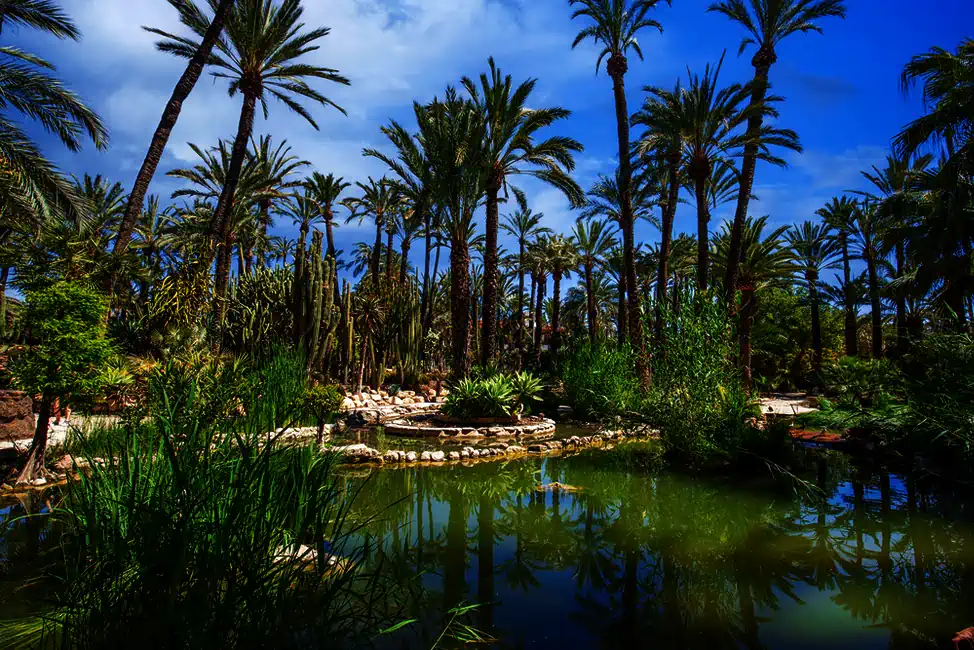 Sissi y la Palmera Imperial: Historia en el Huerto del Cura de Elche