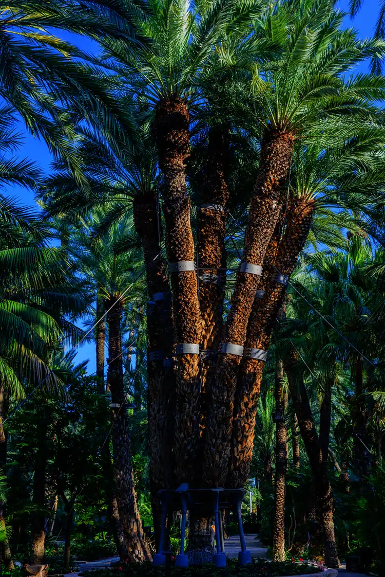 palmera imperial elche