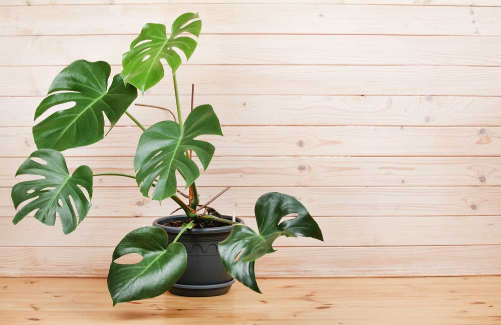 Plantas de Interior: Dos plantas de interior ideales para tu hogar