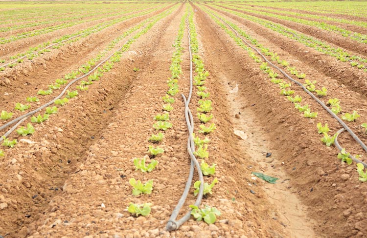 Agricultura Elche Agricultura Elche