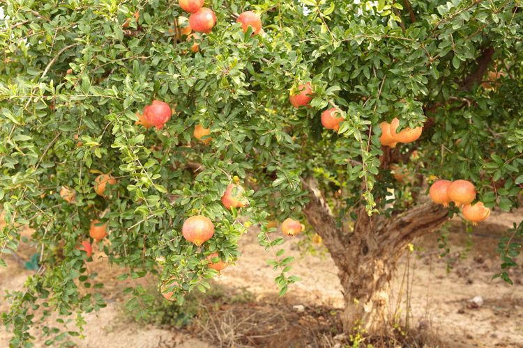 Cultivo al aire libre Camp de Elx Cultivo al aire libre Camp de Elx