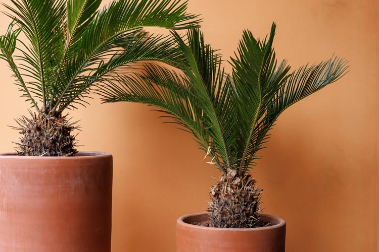 Palmera Recipiente Barro