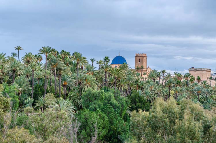 Palmeral de Elche Patrimonio de la Humanidad