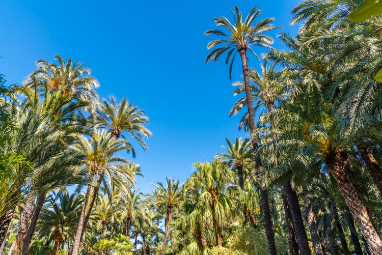 Vista Palmeral de Elche