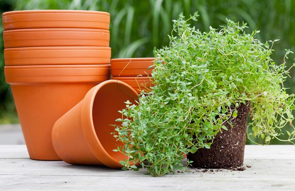 Elche y el alma del dátil: El arte de cultivar en macetas de barro