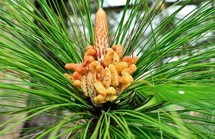 Pinus roxburghii, Himalaya