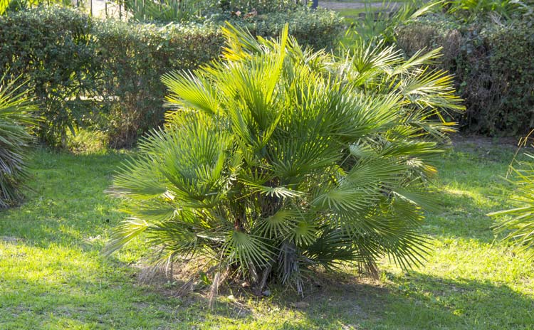 Chamaerops Humilis Palmeral de Elche Patrimonio de la Humanidad