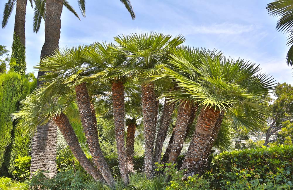 Chamaerops Humilis: Palmeral de Elche