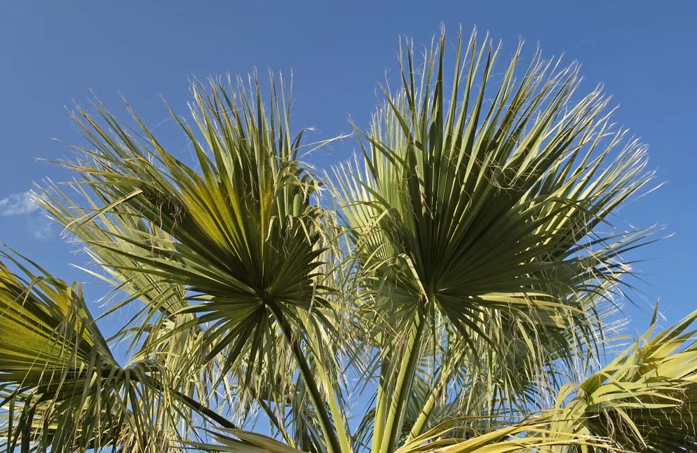 Chamaerops humilis Palmeral de Elche