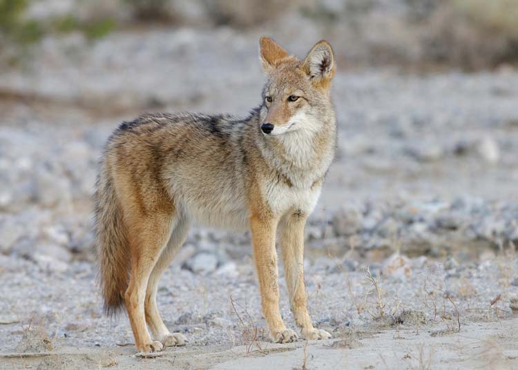 Coyote en Death Valley National Park