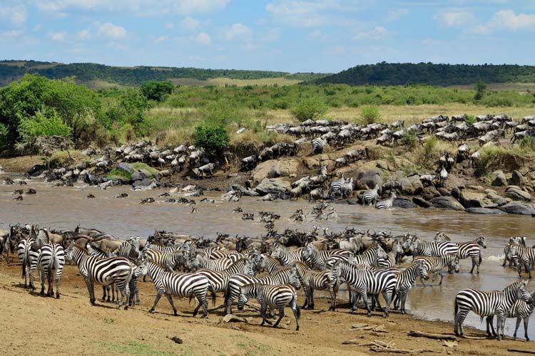 Gran Migracion en Masai Mara Serengueti Tanzania