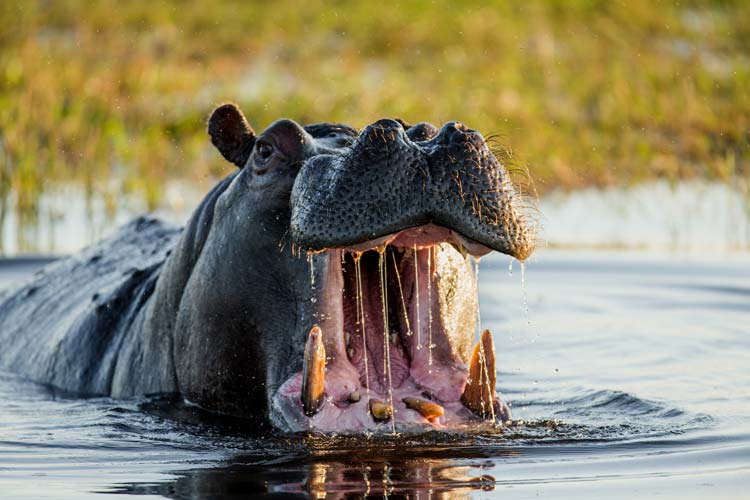 Hipopotamo Animal mas Territorial del Mundo
