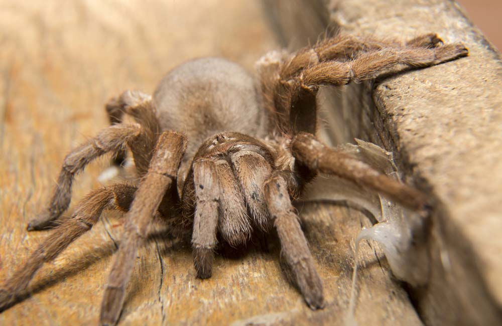 Las Arañas más Grandes del Mundo: Los Gigantes de Ocho Patas