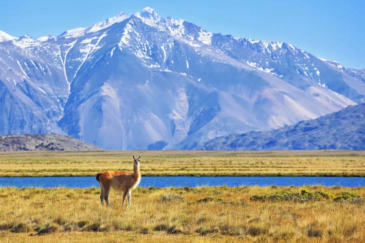 Llama pastando en la Patagonia