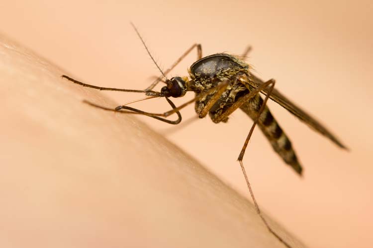 Mosquito el Animal mas Infeccioso