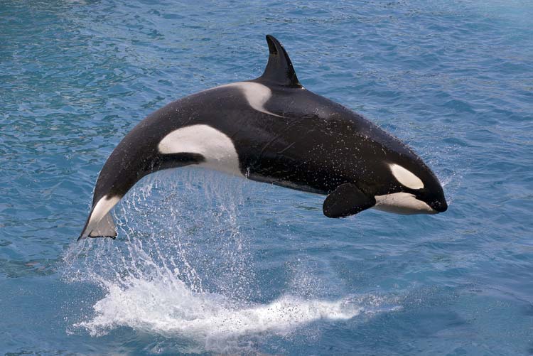 Orca, Depredador Natural de la Ballena Azul