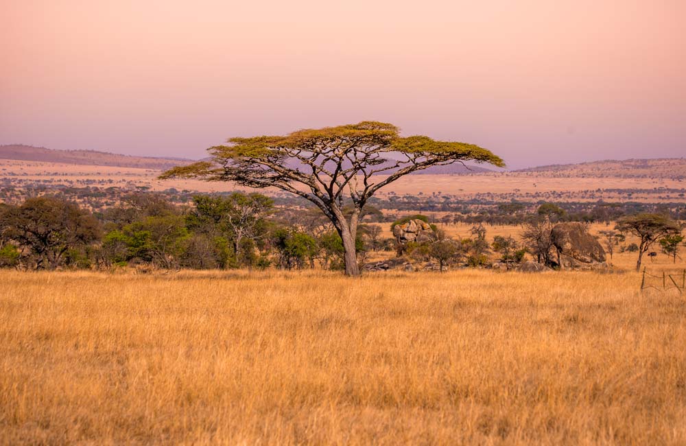 Parque Nacional Serengeti en Tanzania, la Magia de la Sabana Africana
