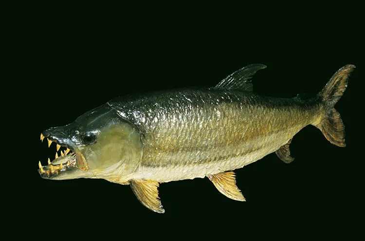 Pez Tigre Tigerfish