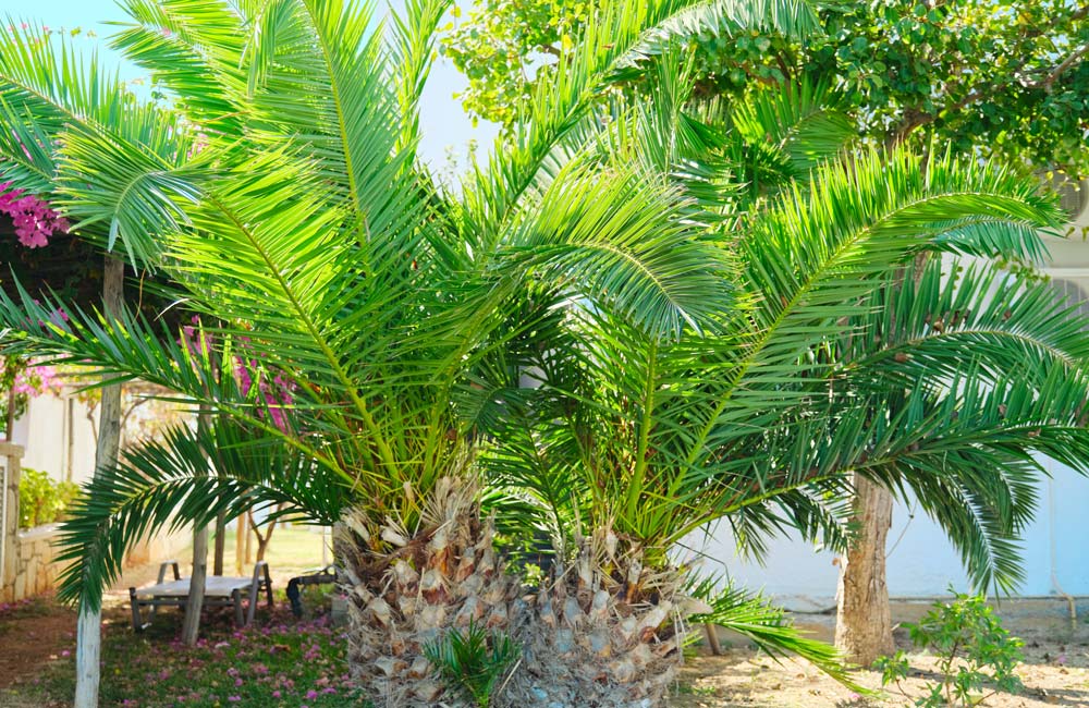 Phoenix canariensis, Palmera Canaria: Palmeral de Elche