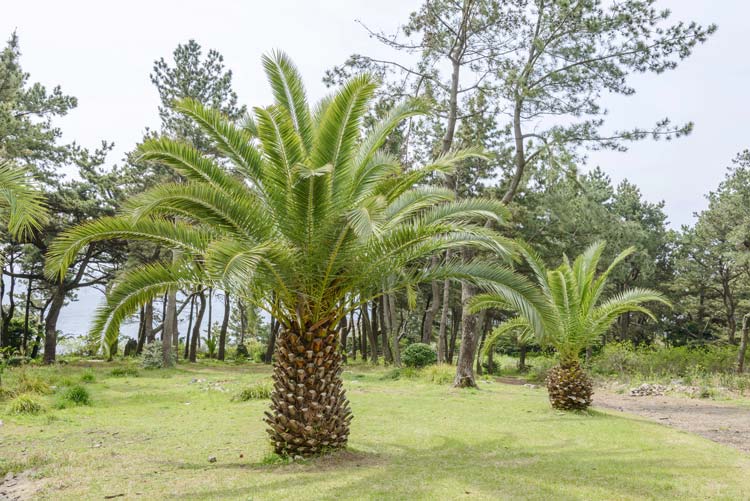 Phoenix canariensis Palmera Canaria