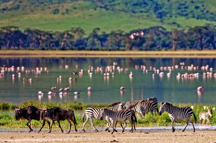 Safari Tanzania