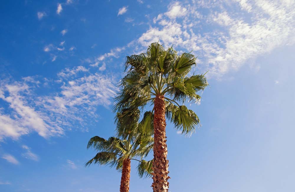 Washingtonia Robusta, Palmera de California: Palmeral de Elche