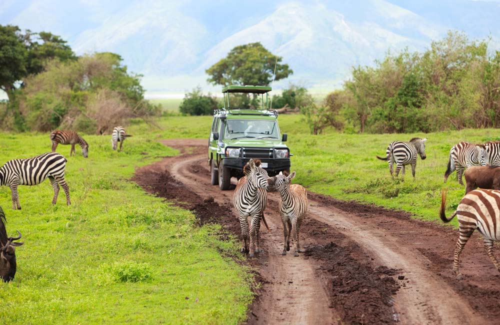 Cuando un viaje trasciende la emoción: descubre la esencia de África con un safari en Tanzania