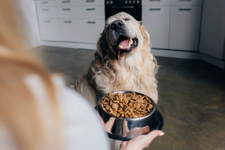 Alimenta bien a tu Mascota