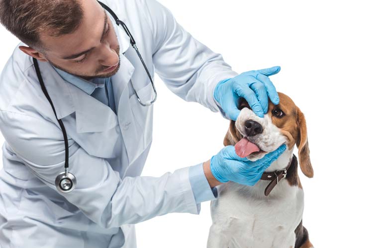 Cuidado y Salud de las Mascotas