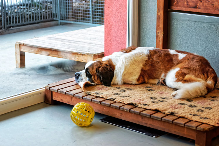 Protege Mascota en Casa