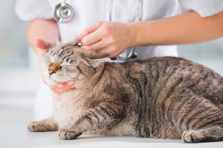 Veterinario Domicilio mascotas